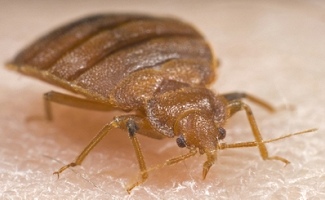 Bed Bugs Eradication